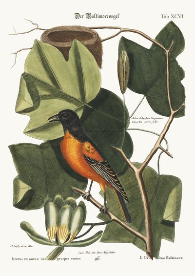 The Baltimore Bird by Mark Catesby